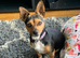 Urgent: loving home needed