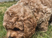 Stunning cavapoochon puppiu