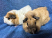 Baby male guinea pigs