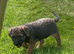 Border Terriers Ready for a Loving Forever Home