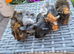 Baby Guinea Pigs Smooth, Crested, Fuzzy and AbbyBeautiful baby boys i have funky coated, crested and smooth in gorgeous colours All friendly, happy a