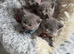 Adorable British Shorthair Blue Kittens &ndash; Ready for Loving Homes️