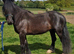 Stunning Dales gelding