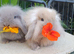 Mini lionlops available now