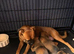 Beautiful boxer puppies for sale