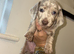 KC registered MINATURE dachshunds