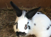 2 female rabbits