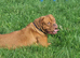 Dogue De Bordeaux Puppies