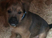 Jack Russell x Border Lakeland puppies