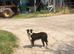 4 collie boys
