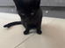 3 kittens for sale (7months)