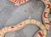 Female mandakeetee corn snake