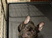 Sell French Buldog 3 years old boy