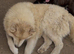 Siberian husky male for sale