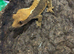 Crested geckos