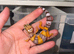 Leopard geckos