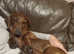 Kc registered brindle standard dachsund for stud
