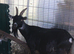 Black and white nanny goat
