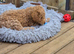 Double doodle puppies READY NOW