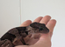 Subadult African fat Tail gecko