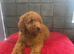 Stunning Red Minature Poodle Girl