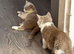 Ready Now - Tica registered British Shorthair Kittens