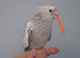 Hand reared hand tame female cockatiel