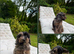 F2b cockapoo puppies