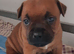 Red Staffy Pups