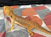 Hypo Bearded Dragon