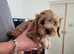 Cavapoo puppies for sale