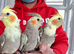 Super silly hand tamed baby cockatiel