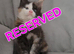 Gorgeous pedigree kittens