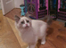 Beautiful GCCF Registered Ragdoll Kitten.