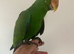 Beautiful Eclectus HandReared baby parrot