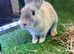 Bunnies for sale now!