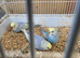 Baby budgies