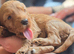 Cavapoo puppies