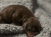 5 quality cocker spaniel pups ready now