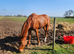 Beautiful irish sports gelding