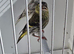 BEAUTIFUL PAIR SISKIN MUTATION COLOUR