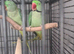 Bonded Breeding Pair Alexandrines