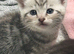 British /birman kittens