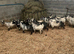 Pygmy kids