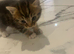 4 kittens available
