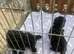 Toy poodle puppies