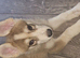Shepsky boy.