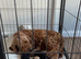f1b cockapoo left