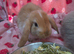 Very Tame mini lop 8weeks