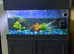 2turtles and tank